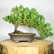 Bonsai